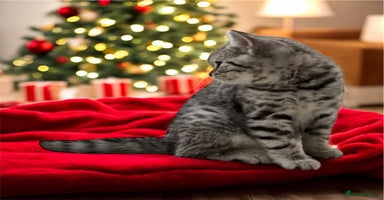 British Shorthair cats CHAMP Sire GCCF Pedigree BSH 2 Males 💙 Spotted  - Advert 1