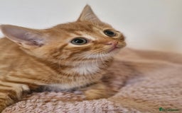 Mixed Breed cats for sale: Beautiful kittens - Image 7