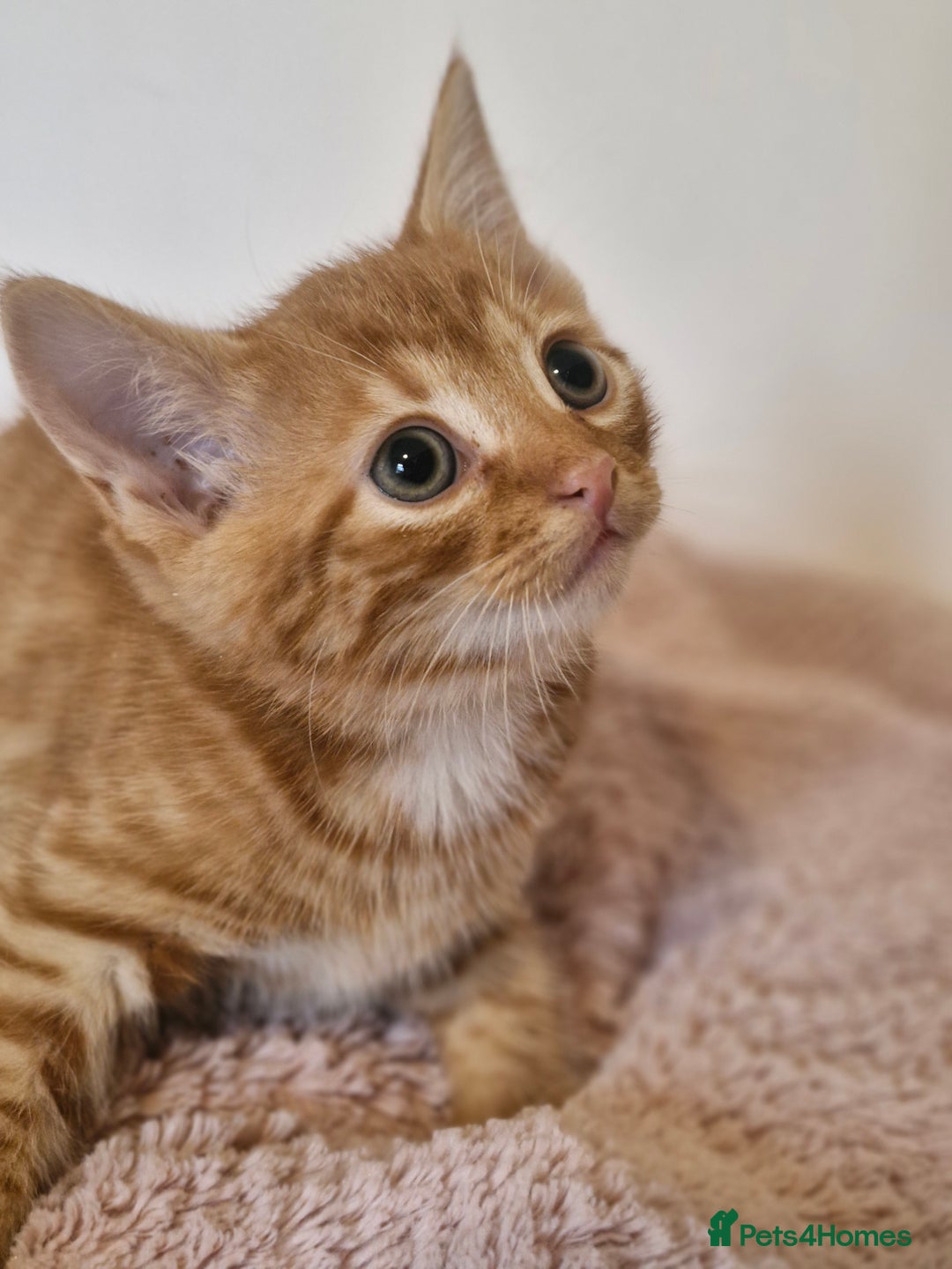Mixed Breed cats for sale: Beautiful kittens - Image 7