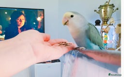 Lovebirds birds for sale: Lovey & Shadow, The Feathered Romeo and Juliet - Image 7