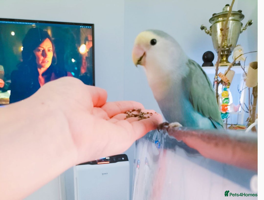 Lovebirds birds for sale: Lovey & Shadow, The Feathered Romeo and Juliet - Image 7