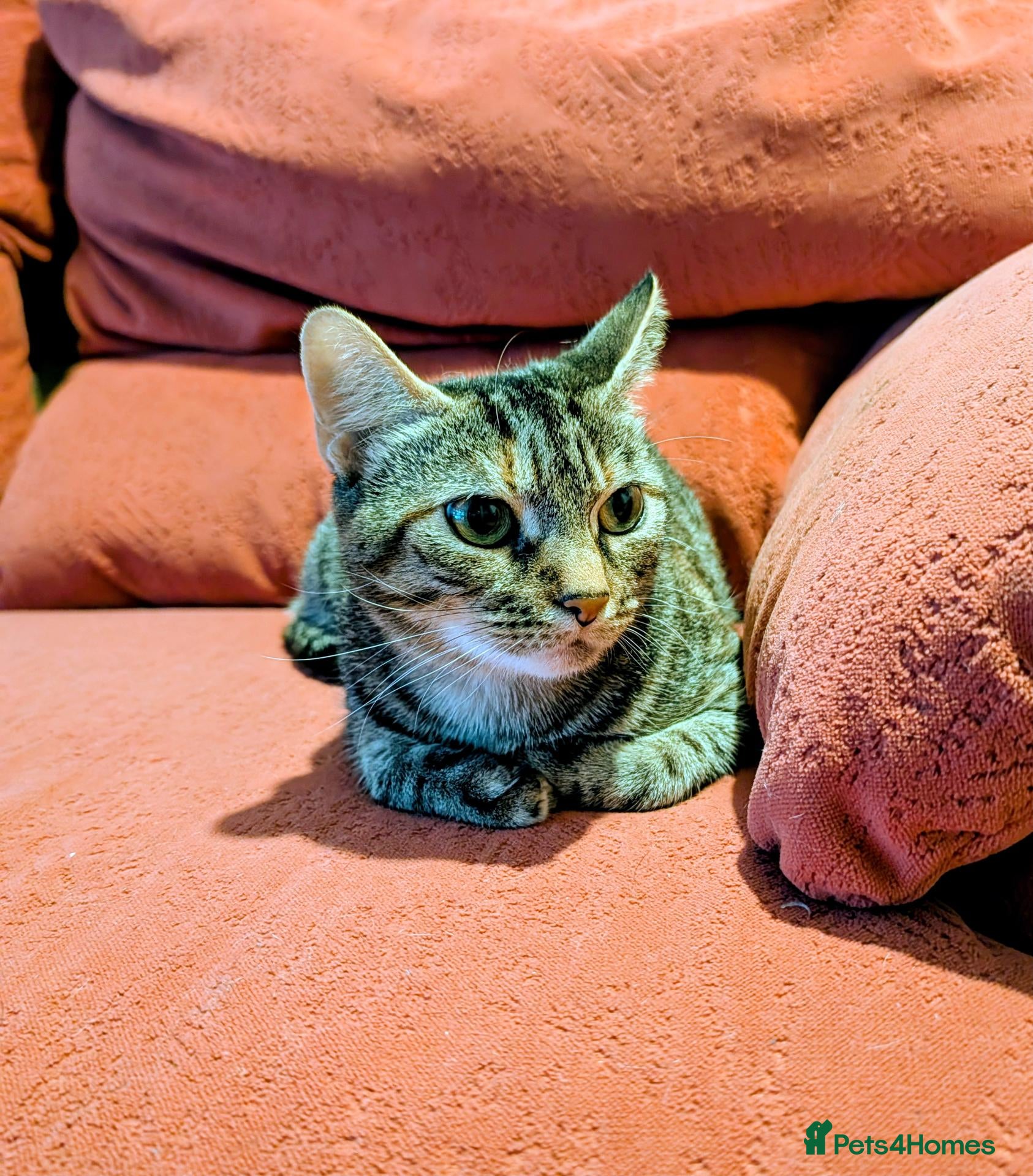 Mixed Breed cats for sale: Stunning Zariah Needs New Home - Advert 12