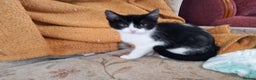 American Shorthair cats for sale: Kitten 4 months old - Advert 3