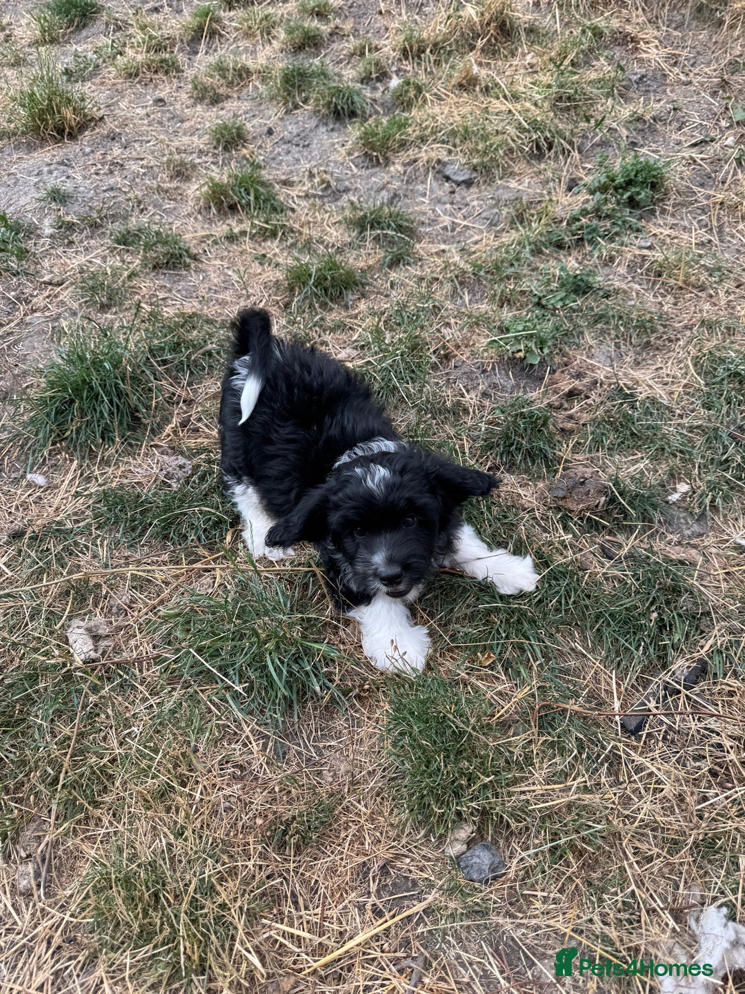 Shihpoo dogs for sale: 4 shihpoo males ready now in Telford - Image 25