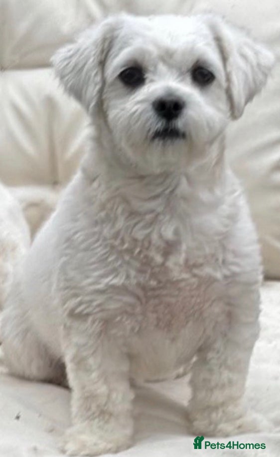 Maltese dogs Maltese puppies  - Advert 8