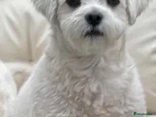 Maltese dogs Maltese puppies - Advert 17