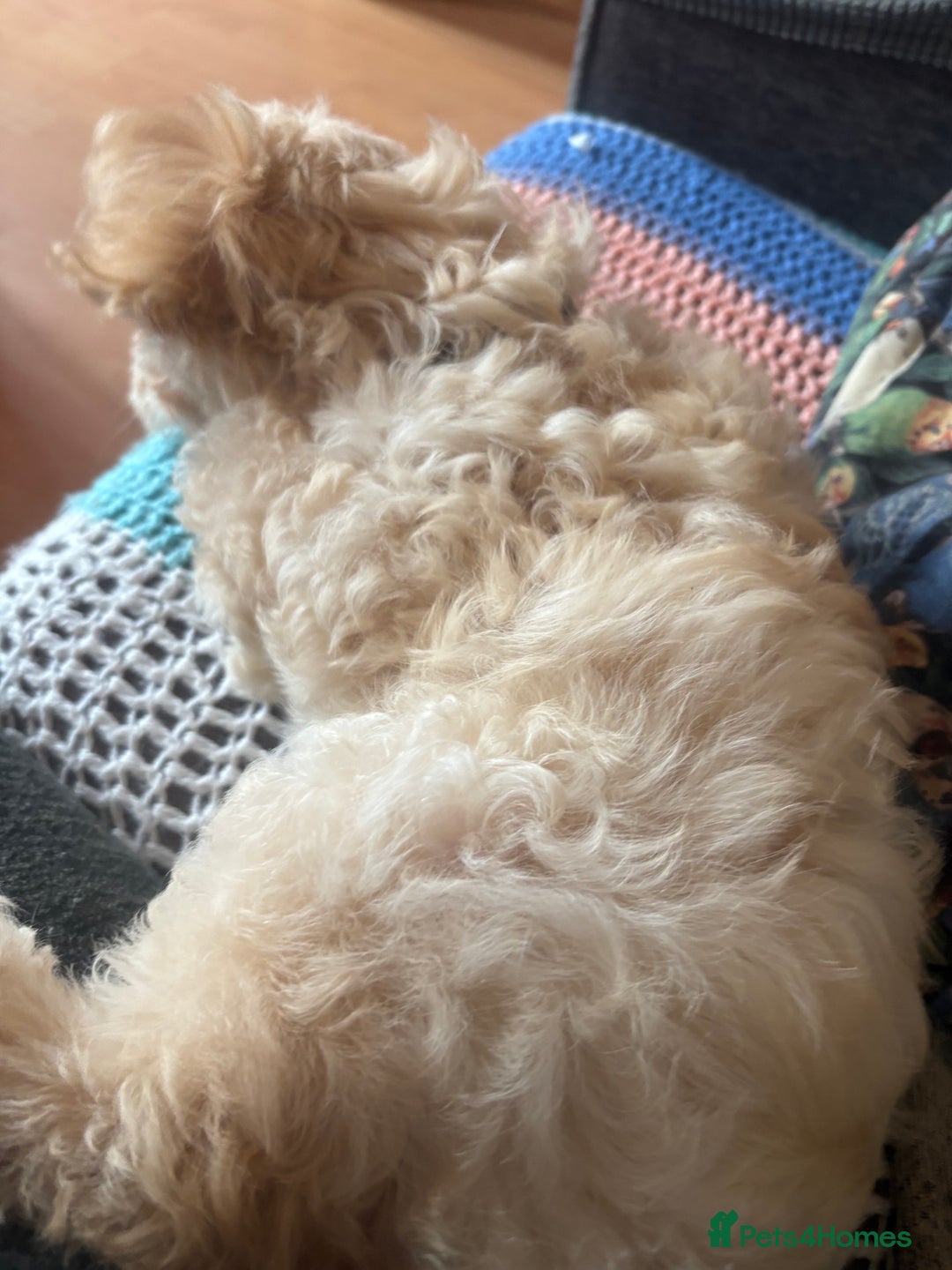 Cavapoo dogs for sale: Beautiful Cavipoo girl  - Image 2