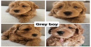 Mini Goldendoodle dogs - Advert 6