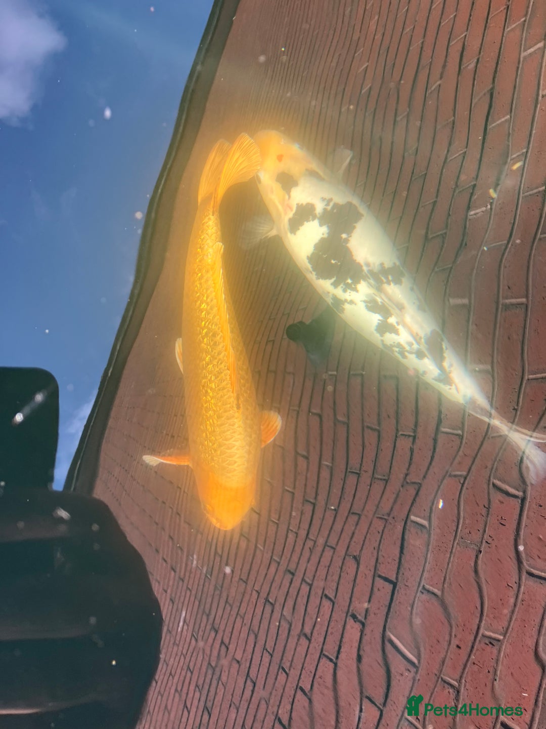 Koi Carp fish for sale: 🐟 Beautiful Koi Carp for Sale  - Image 3