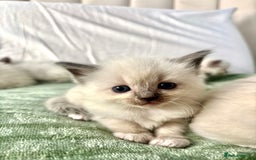 Ragdoll cats for sale: Gorgeous pedigree little babies  - Image 5