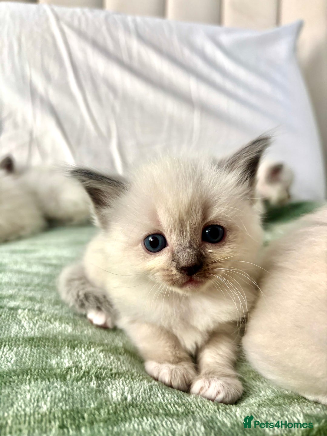 Ragdoll cats for sale: Gorgeous pedigree little babies  - Image 5