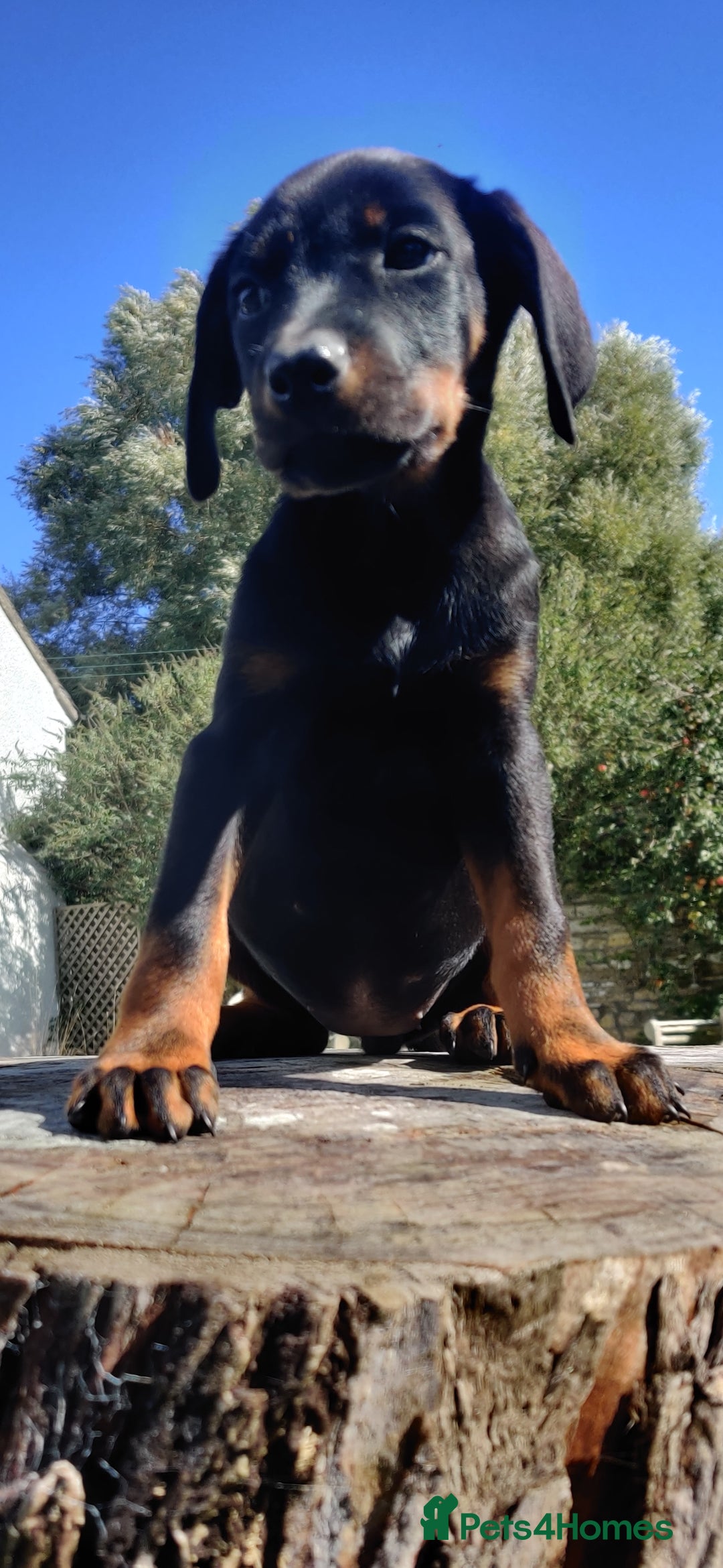 Dobermann dogs for sale: Pure bred Doberman  - Image 4