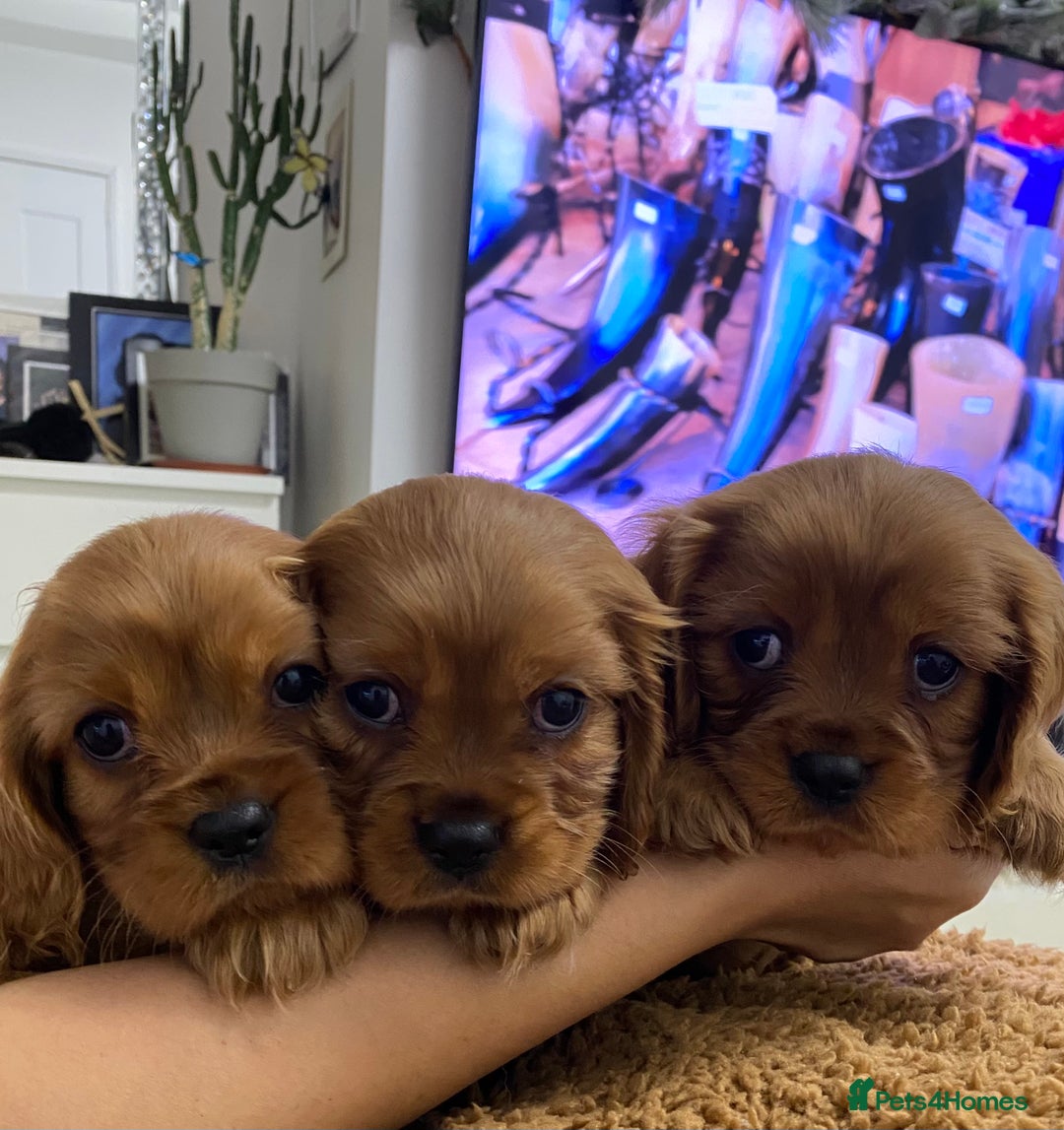 Cavalier King Charles Spaniel dogs for sale: pure Cavalier King Charlse Spaniel - Advert 6
