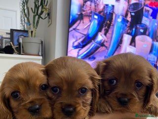 Cavalier King Charles Spaniel dogs pure Cavalier King Charlse Spaniel - Advert 4