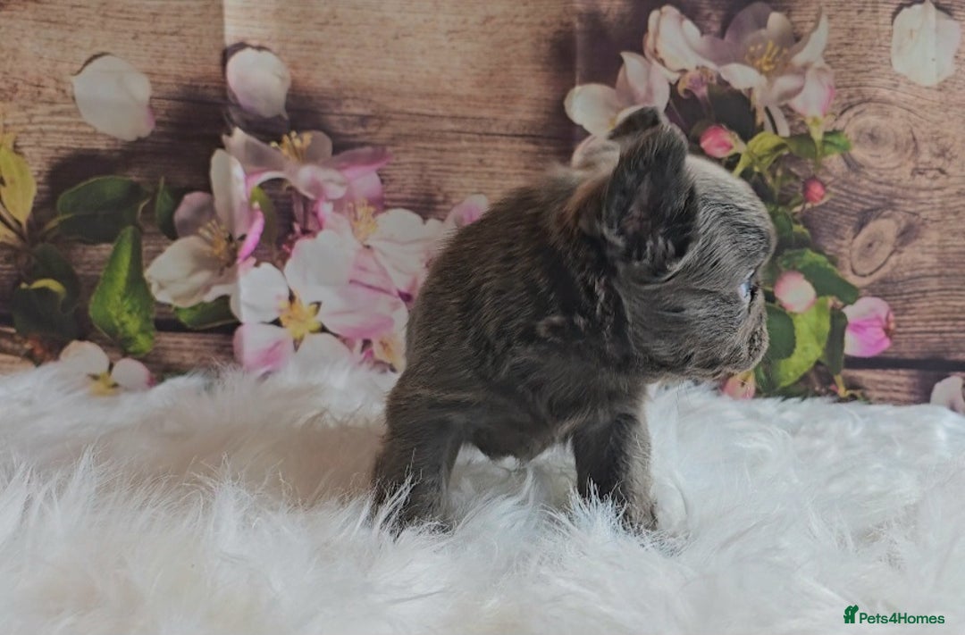 French Bulldog dogs for sale: Welcome to the Fluffy Crew 🥰 - Advert 14