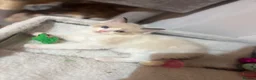 Ragdoll cats for sale: Last ragdoll boy - Advert 3