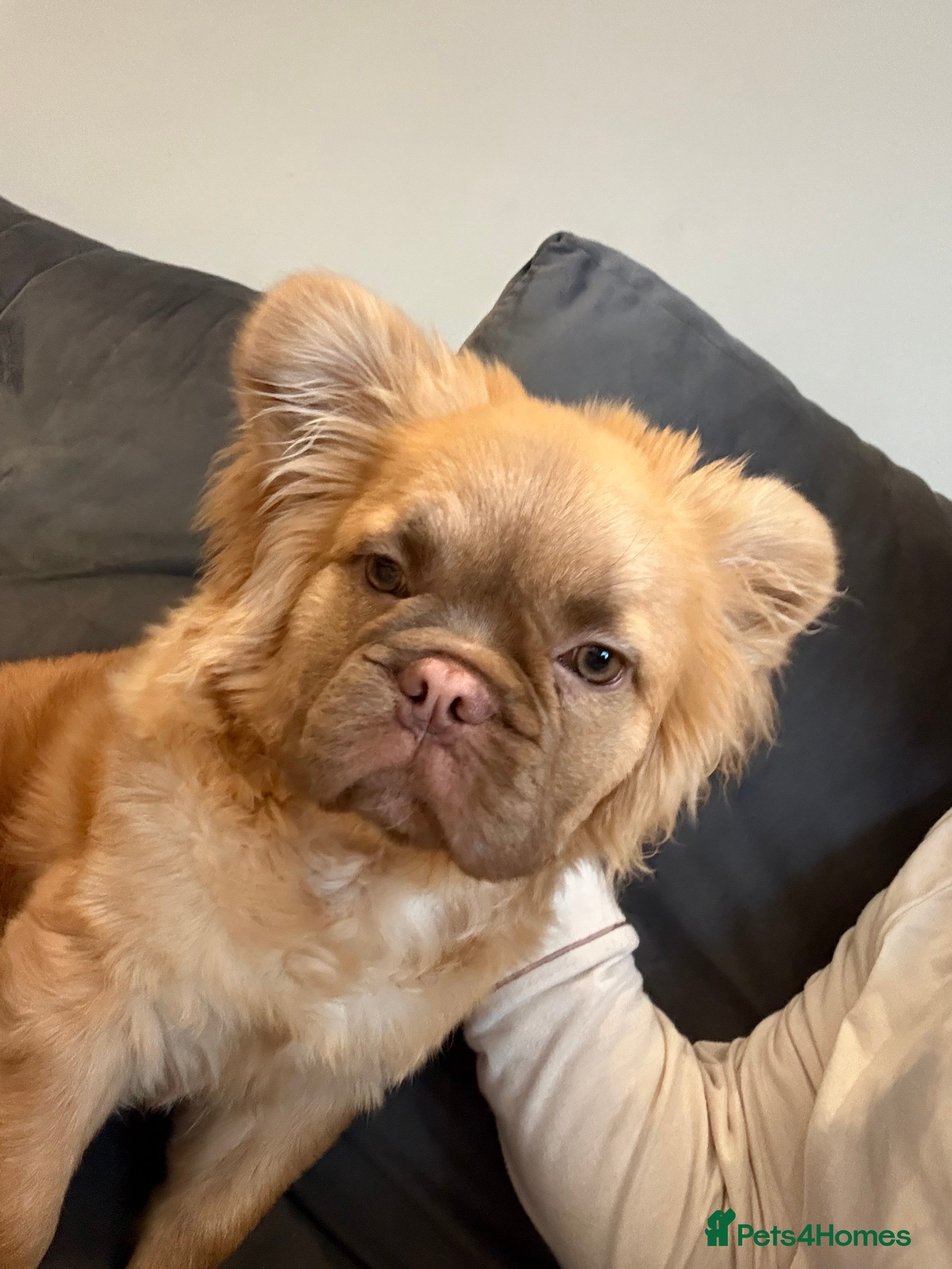 Mixed Breed dogs Fluffy French bulldog - Advert 11