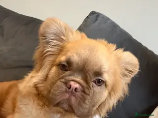 Mixed Breed dogs Fluffy French bulldog - Advert 11