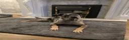 Cane Corso dogs for sale: Beautiful cane corso looking for new home in Sunderland - Advert 5