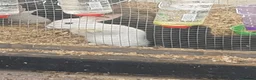 Mixed Breed rabbits for sale: Baby rabbits  in Chesterfield - Advert 5