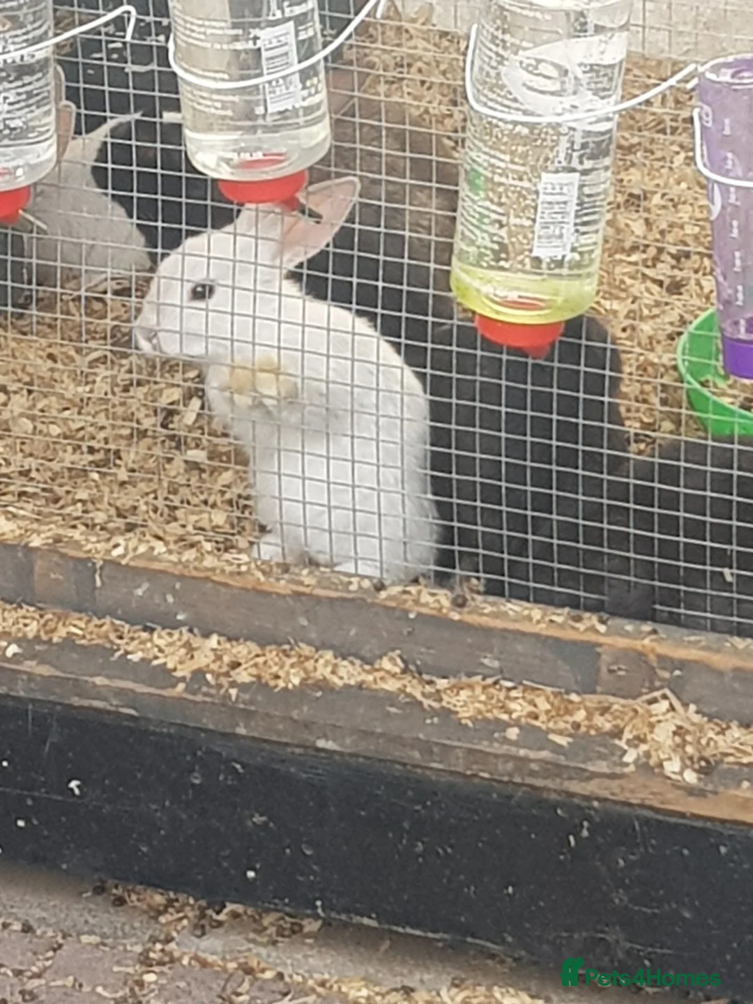 Mixed Breed rabbits for sale: Baby rabbits  in Chesterfield - Advert 5