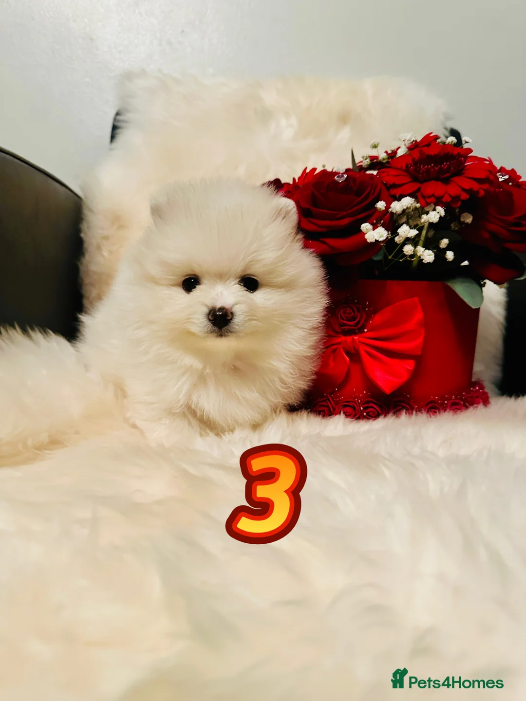 Pomeranian dogs for sale: Last KC pomeranian BOY ready to leave now !  - Advert 9