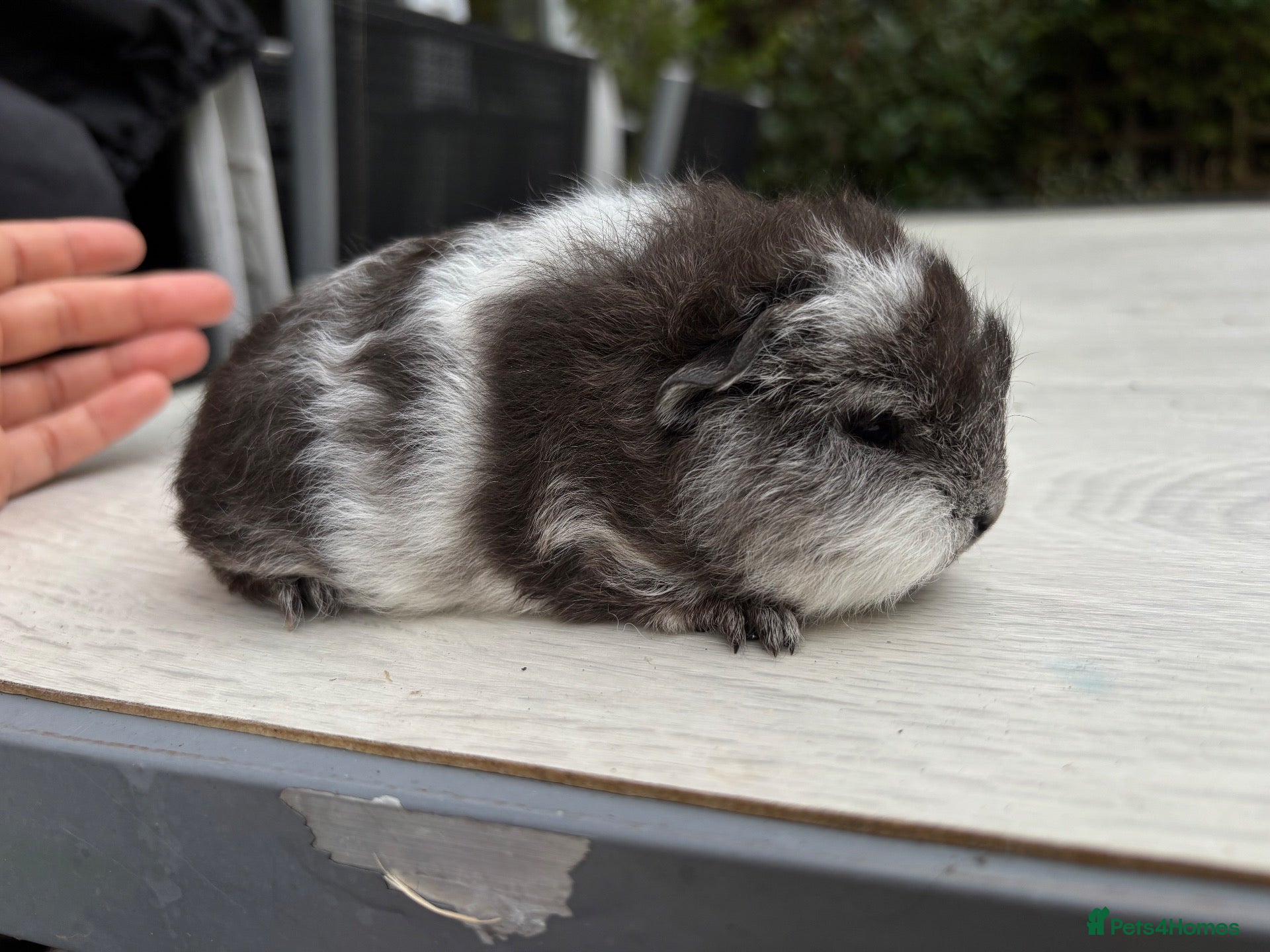 Guinea Pig rodents Swiss Baby Boy  - Advert 1
