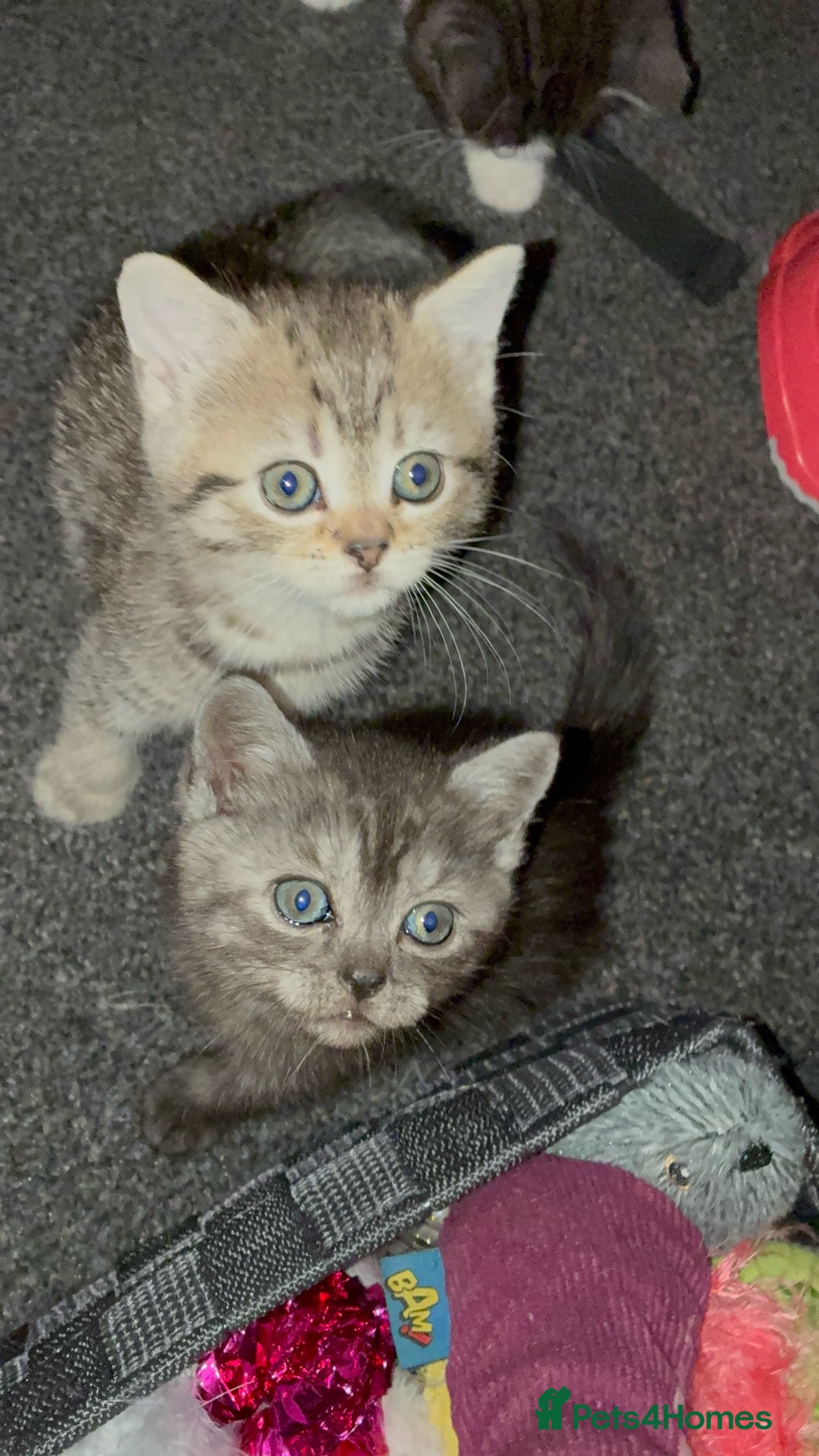 British Shorthair cats for sale: Sweet British Shorthair X Kittens - Image 9