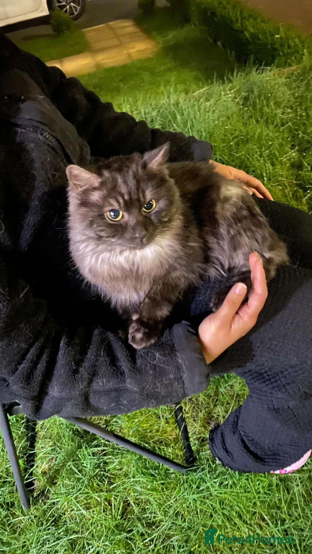 Nebelung cats for sale: 2 cat  in Leeds - Advert 2