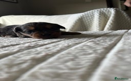 Jackapoo dogs for sale: 🐶🐾 F1 Minature Jackapoos 🐶🐾 - Image 27