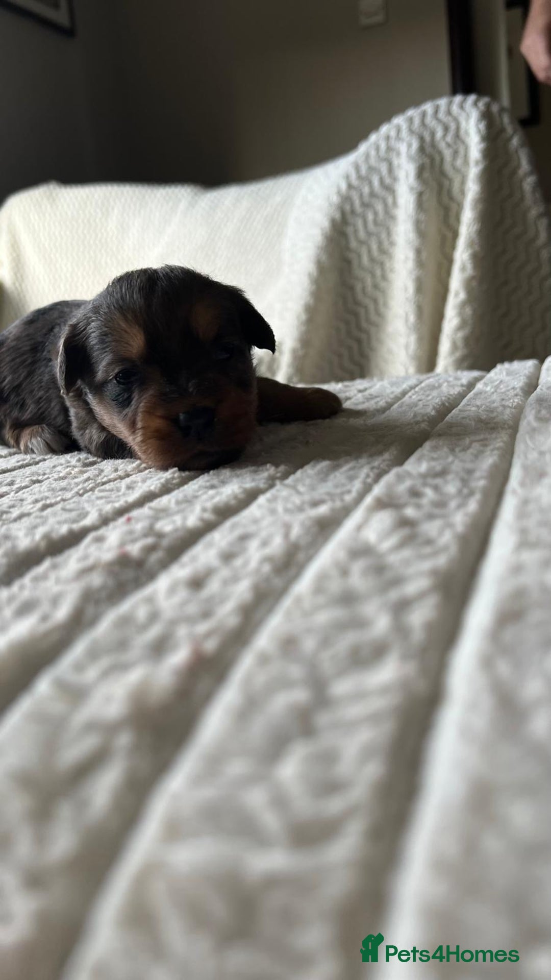 Jackapoo dogs for sale: 🐶🐾 F1 Minature Jackapoos 🐶🐾 - Image 27