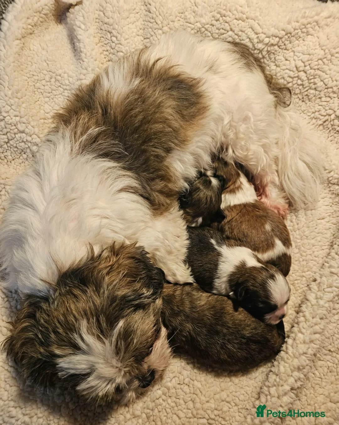 Shih Tzu dogs for sale: Shih tzu puppys  - Advert 2