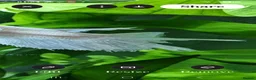 Bettas fish for sale: Betta Transformation Project 💫✨️ - Advert 2