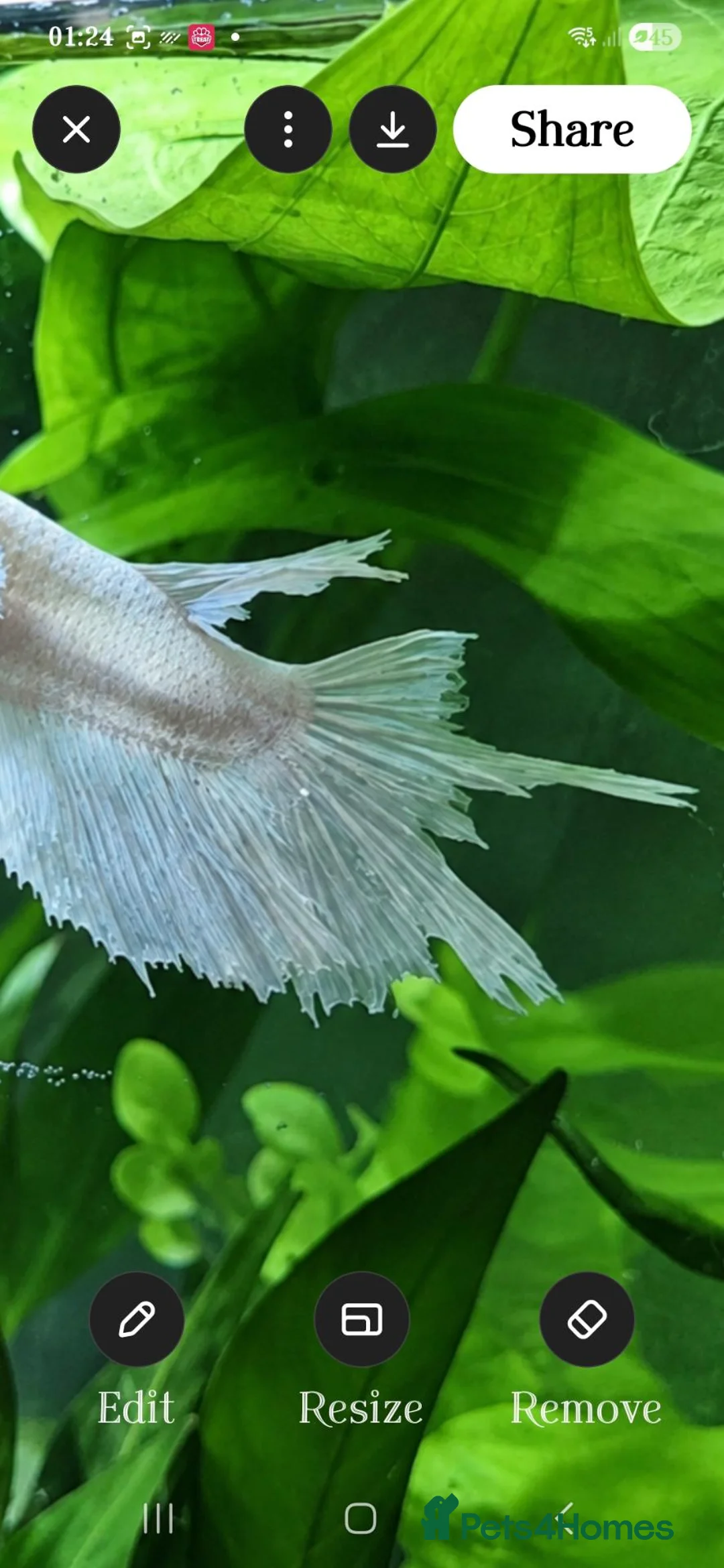 Bettas fish for sale: Betta Transformation Project 💫✨️ - Advert 2
