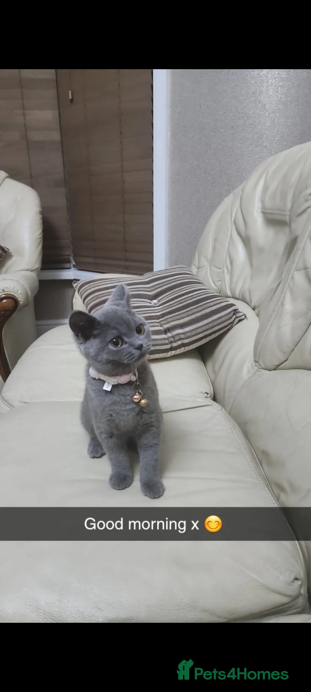 British Shorthair cats for sale: British Shorthair Kitten for sale  - Advert 8