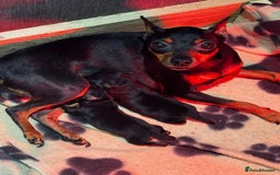 Miniature Pinscher dogs for sale: 🐾 Adorable Pocket Pincher Puppies 🐾 - Image 8