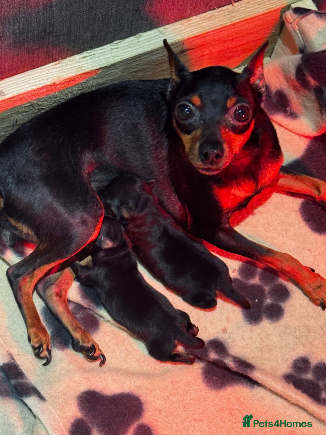 Miniature Pinscher dogs for sale: 🐾 Adorable Pocket Pincher Puppies 🐾 - Image 8