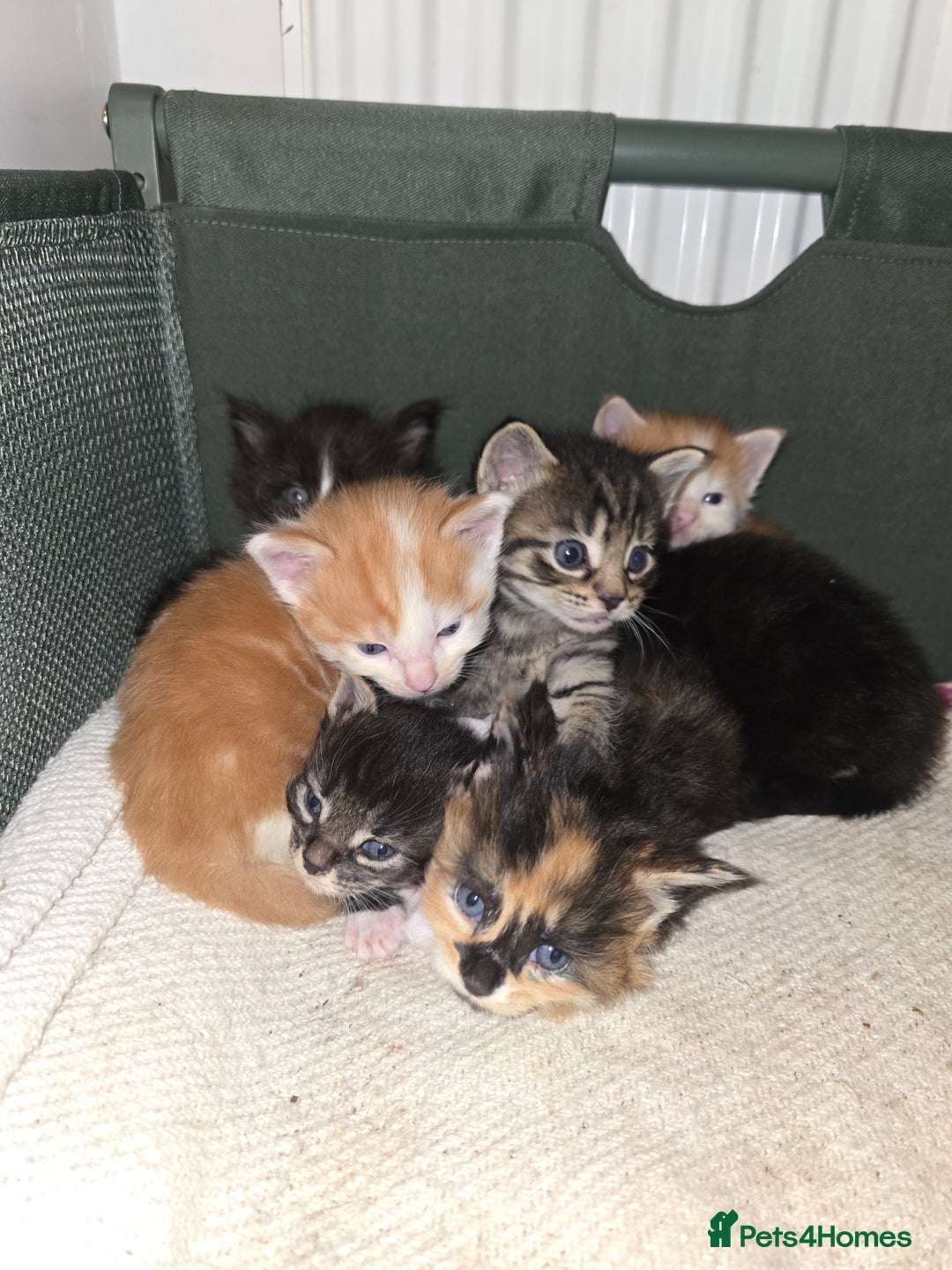 Maine Coon cats for sale: Beautiful Maine Coon cross kittens - Advert 1