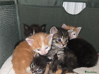 Maine Coon cats Beautiful Maine Coon cross kittens - Advert 8