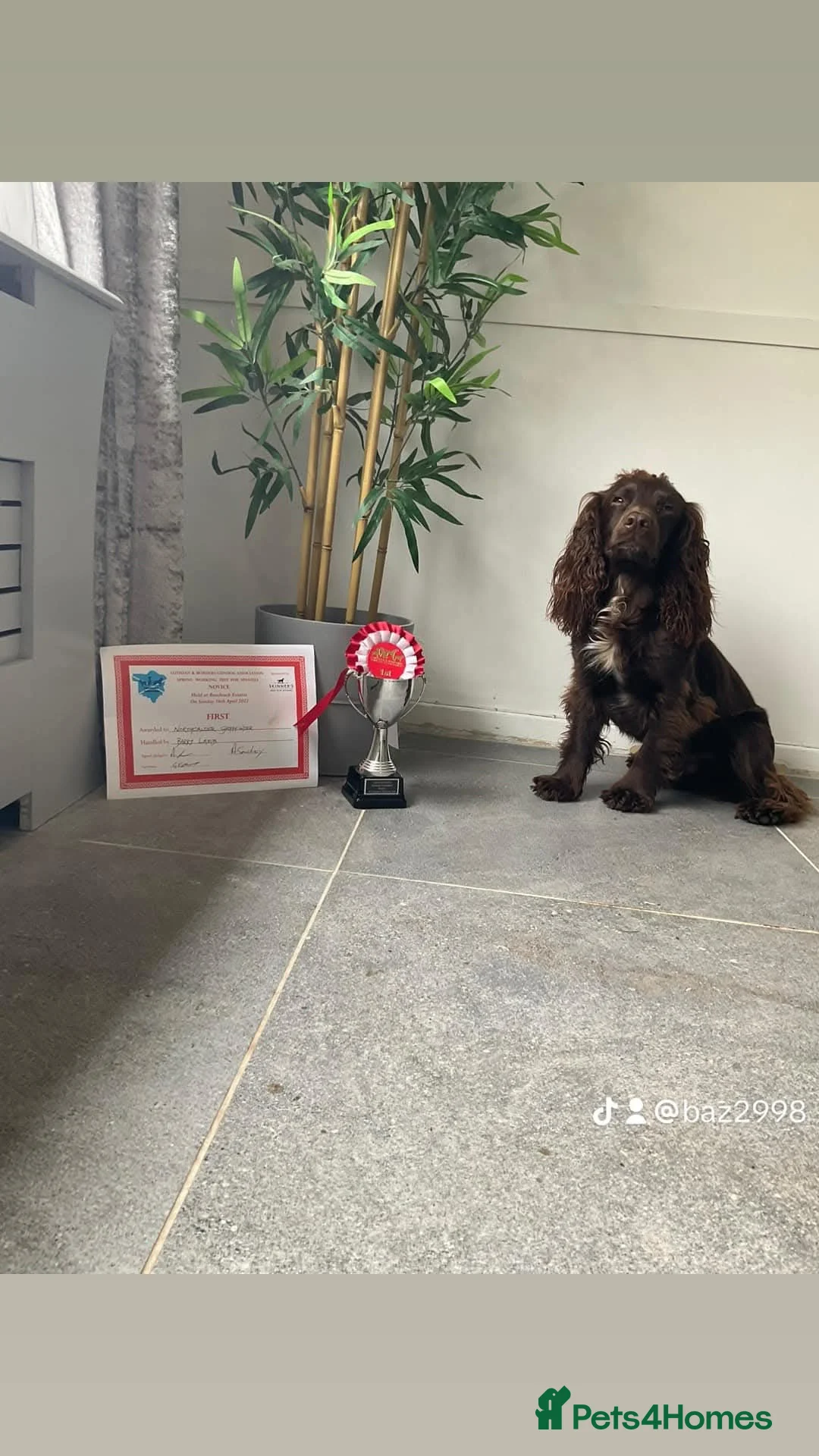 Cocker Spaniel dogs for stud: 100% Cocker spaniel proven stud - Advert 5