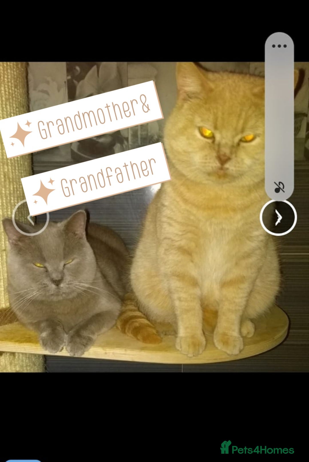 British Shorthair cats for sale: ❤️‍🔥 British Shorthair Kittens ❤️‍🔥 - Advert 9