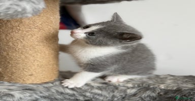 Russian Blue cats Russian Blue x BSH breed Kittens, Ready Today! - Advert 3