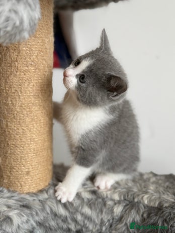 Russian Blue cats - Advert 1