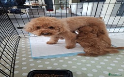 Poodle dogs for sale: Beautiful Poodle Puppies Ready!!!!  - Image 12