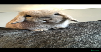 Mini Lop rabbits - Advert 7