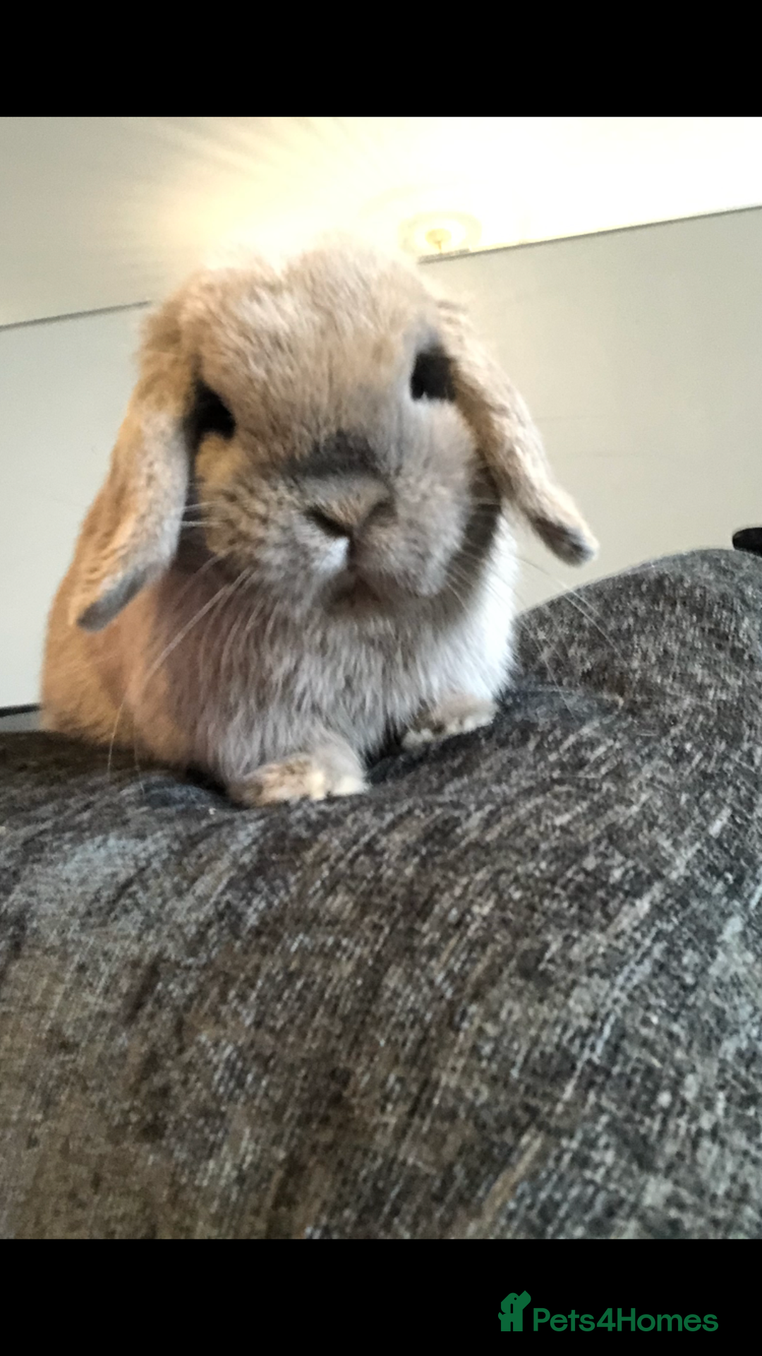 Mini Lop rabbits for sale: Gorgeous Blue Tort Mini Lop RESERVED - Image 2