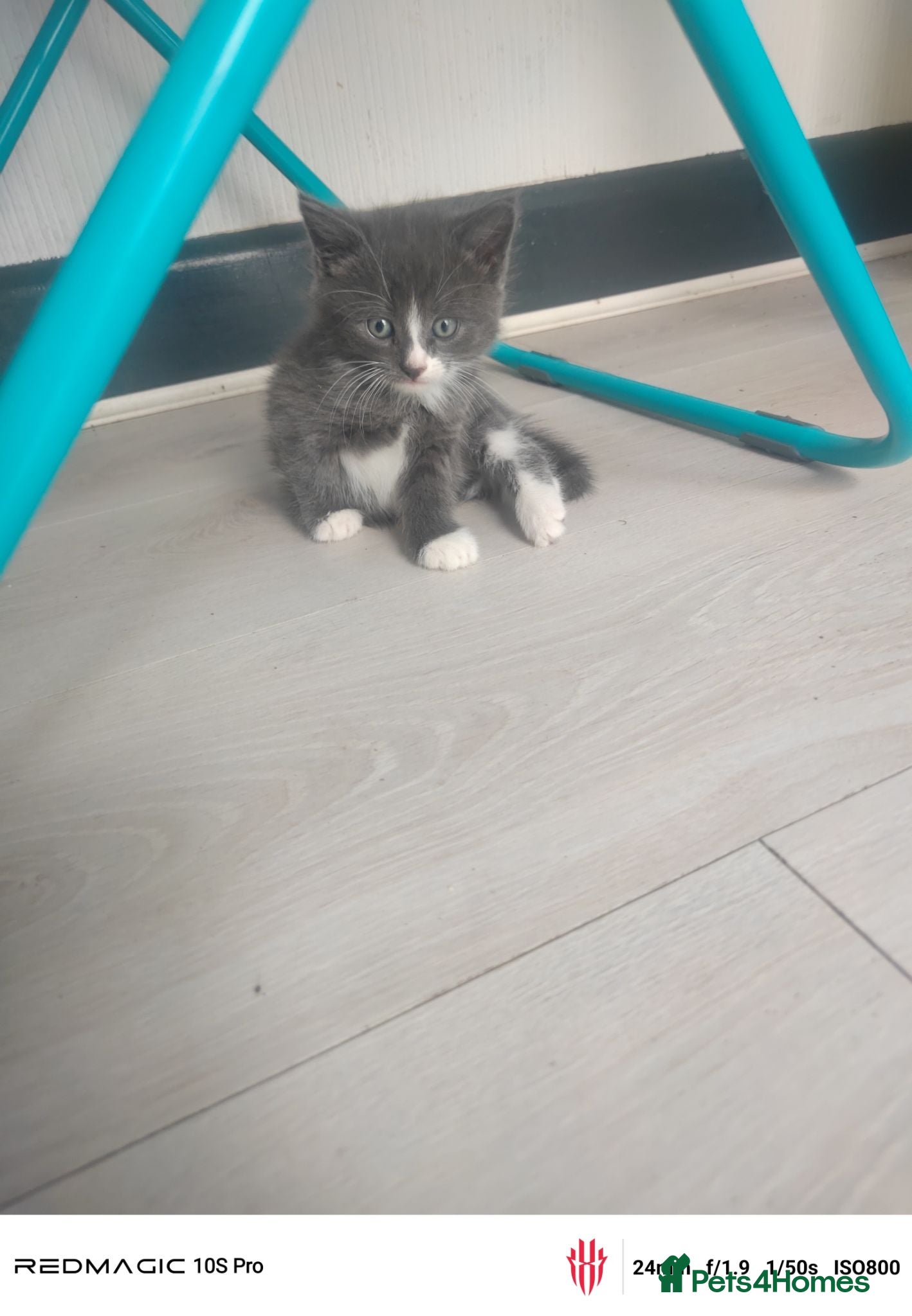 Russian Blue cats 2 Months old - Advert 8