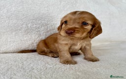 Cocker Spaniel dogs for sale: Show cockers kc registered simbawood lines - Image 14