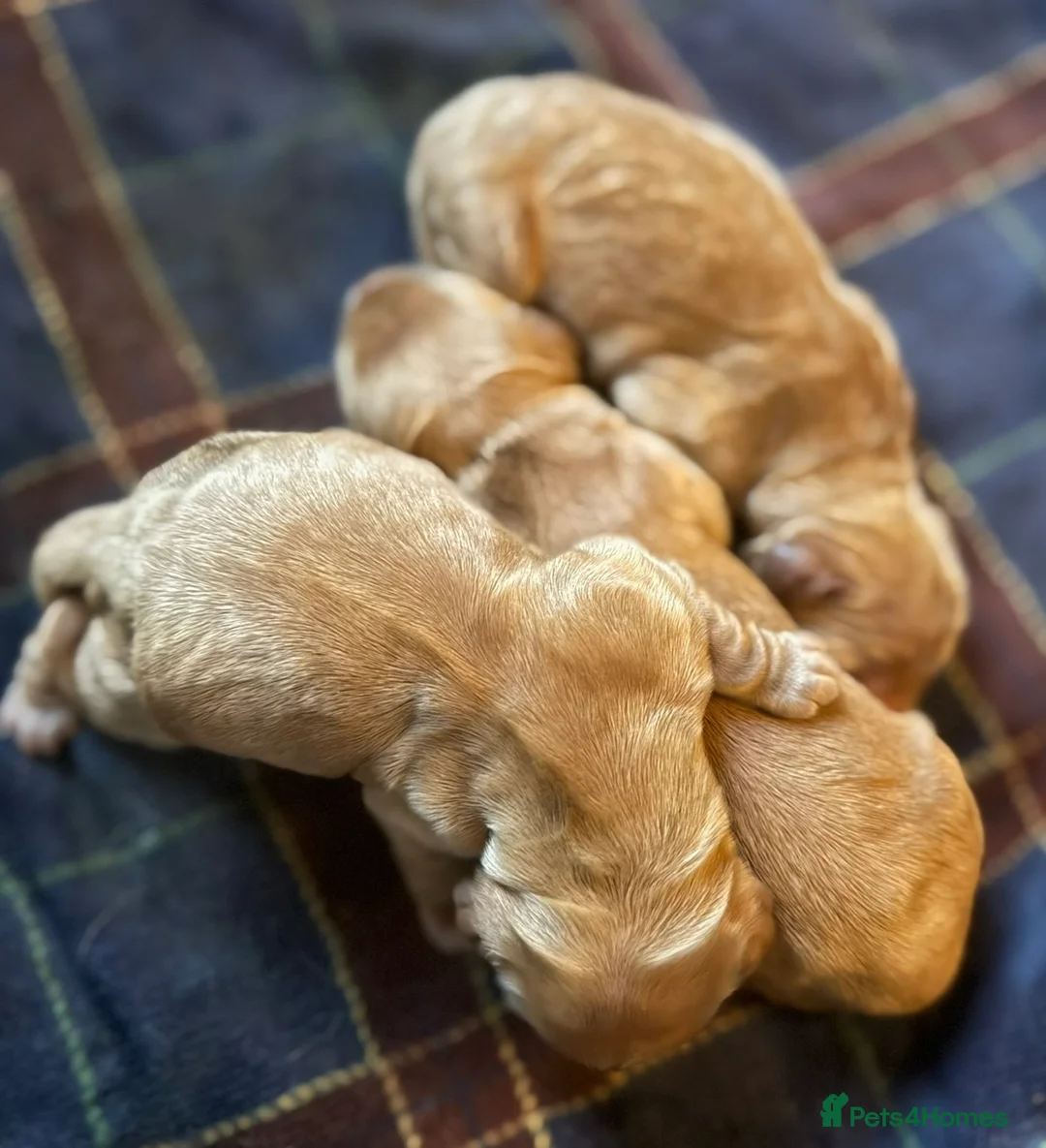 Cocker Spaniel dogs for stud: LUDO - GOLDEN Show Cocker Pedigree Stud TOP Tested in Bradford-on-Avon - Advert 26