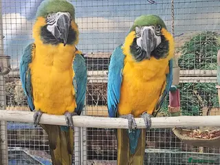 Parrots birds Stunning Parakeets/PARROTS/Macaws - Advert 1
